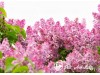 Alyva paprastoji ,Princessa Sturdza' (lot. Syringa vulgaris)